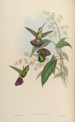 Anthracothorax prevostii